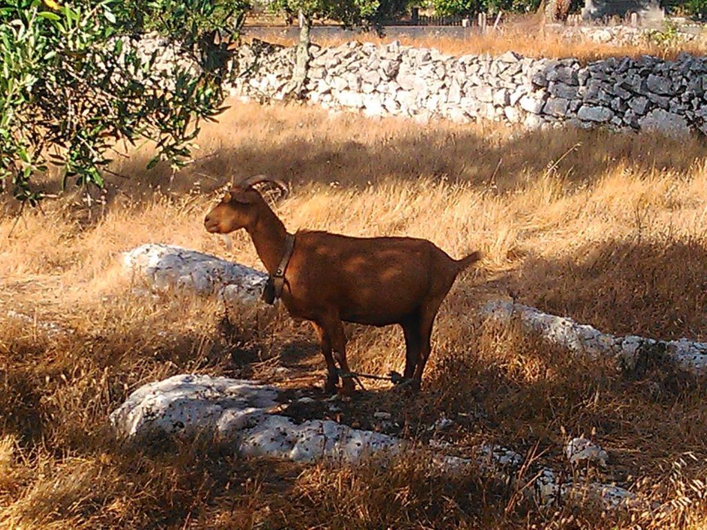 Retiro Da Avo Lidia - Turismo Rural Mendiga Eksteriør bilde